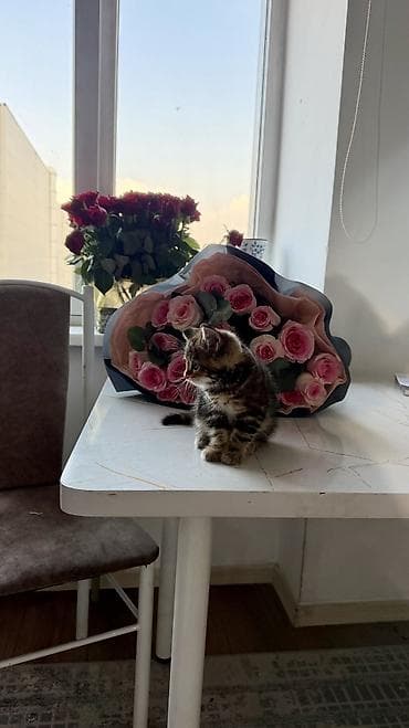 русская дымчатая кошка: Скотиш Страйт (Шотландская прямоухая), 2 месяца, Девочка, Приучена к лотку, Проглистована, С документами — 5