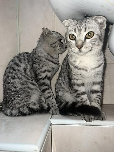 Шотландские вислоухие котята (Scottish Fold) Шикарные чистокровные at lalafo.kg Шотландские вислоухие котята (Scottish Fold) Шикарные чистокровные
