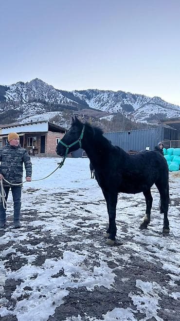 Продаю | Кобыла (самка) | Рабочий at lalafo.kg Продаю | Кобыла (самка) | Рабочий