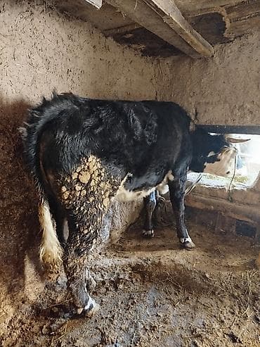 Продаю | Тёлка | Алатауская | На откорм | Привязанные