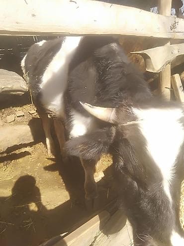 кочкор жер: Сатам | Бука (эркек) | Бордоп семиртүү үчүн — 1