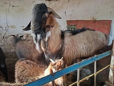 арабский жеребёнок: Продаю | Козёл (самец) | Нубийская | На забой, Для разведения, Для молока | Племенные, Осеменитель — 2