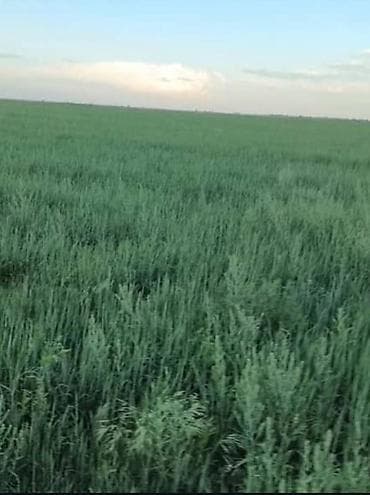 участок тон: 16000 соток, Для сельского хозяйства, Красная книга, Тех паспорт, Договор купли-продажи — 1