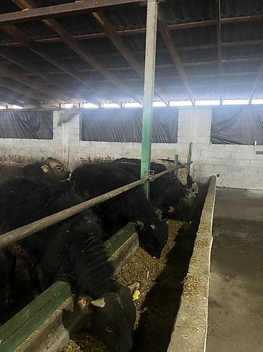 сх животные и товары: Продаю | Бык (самец) | На откорм — 10