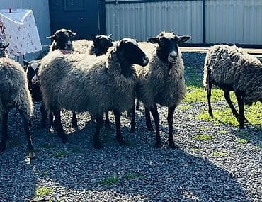 продажа домашних животных: Продаю | Овца (самка), Ягненок, Баран (самец) | Романовская | На забой, Для разведения — 3