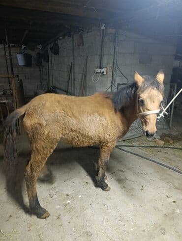 Аквариумы: Продаю | Жеребец | Рабочий — 1