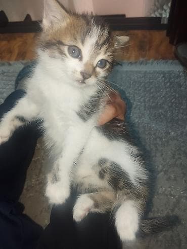 scottish fold: Кошка даром: Беспородная, Мальчик — 1