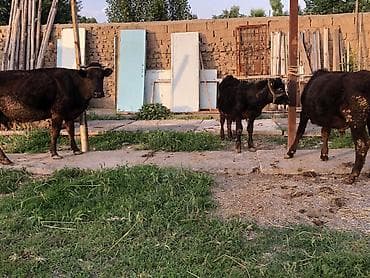 бука сатам: Продаю | Корова (самка), Бык (самец) | Ангус, Абердин-ангус | На откорм, Для разведения, Для молока — 7