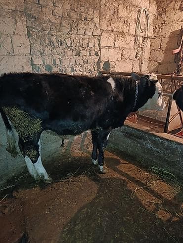 лошадь цена: Продаю | Бык (самец) | Полукровка | На откорм | Привязанные — 1