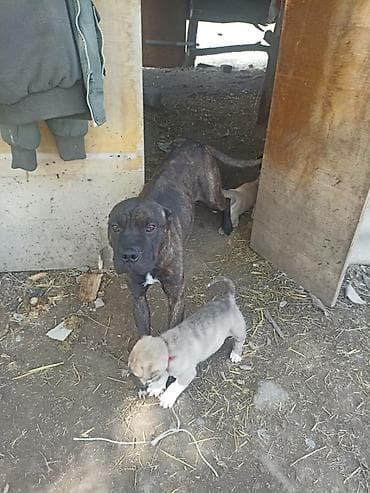 овчи ит: Щенок (кобель) крупной породы с мощным костяком и плотным — 2