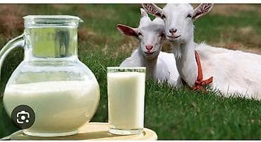 Козье молоко — натуральный фермерский продукт - Свежевыдоенное козье at lalafo.kg Козье молоко — натуральный фермерский продукт - Свежевыдоенное козье