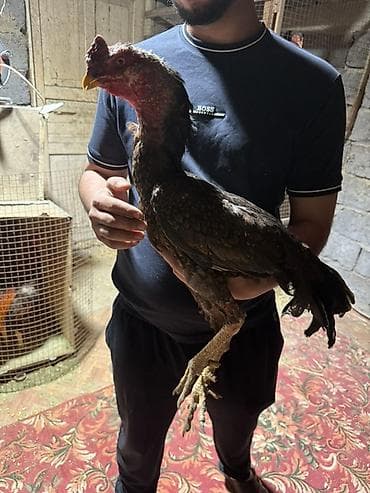 купить попугая в чехии: Продаю | Петух | Бойцовая | Для разведения — 3