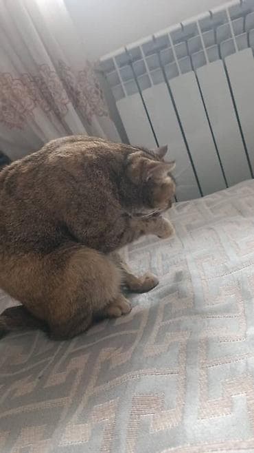 маленькие котики: Котята — пара очаровательных малышей Описание: - Два котёнка из — 7