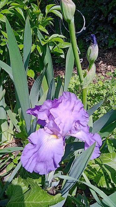 Үй жана бакча: Многолетние декоративные растения для сада обращайтесь в личные — 10