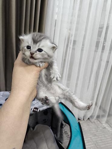 Животные: Открыта бронь, котятам месяц, есть фолды и страйты, мальчики и — 4