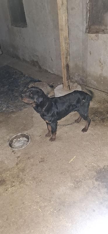 Собаки: Ротвейлер, 8 месяцев, Самец, С прививкой — 3