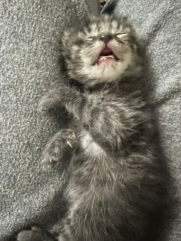 tuxedo порода кошек цена: Кошка даром: Беспородная, 1 месяц, Девочка — 2