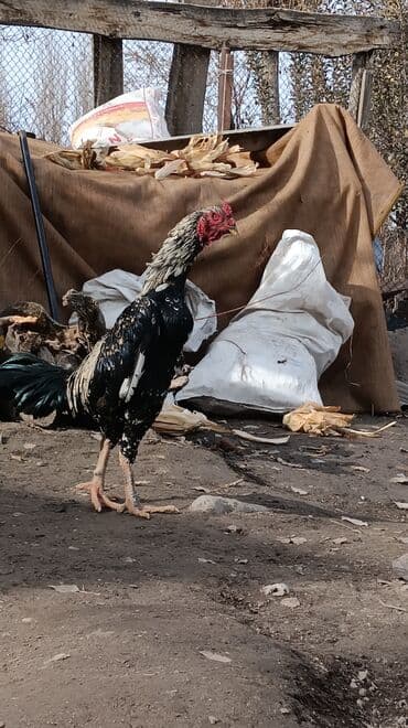 Продаю дакан порода атласс