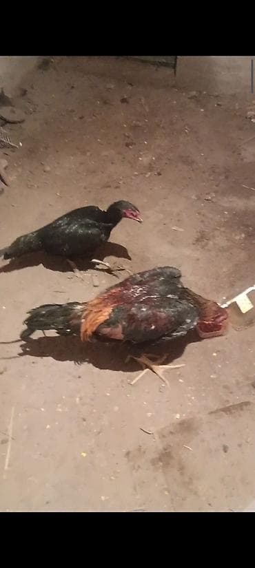 бройлерные куры: Продаю | Куры | Бойцовая | Для разведения — 4