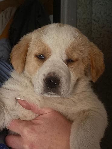 Мышыктар: Пристраиваются щенки в ответственные руки, возраст почти полтора — 1