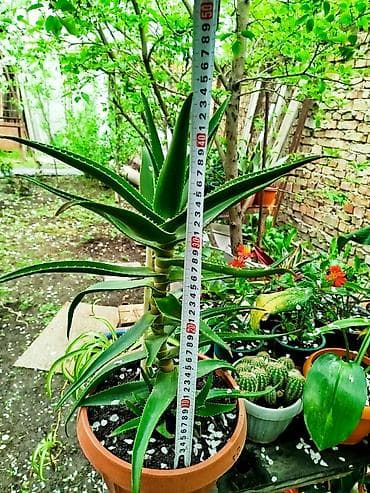 где можно купить алоэ: Алоэ Вера. Растение с мясистыми зелёными листьями, по краям мелкие — 5