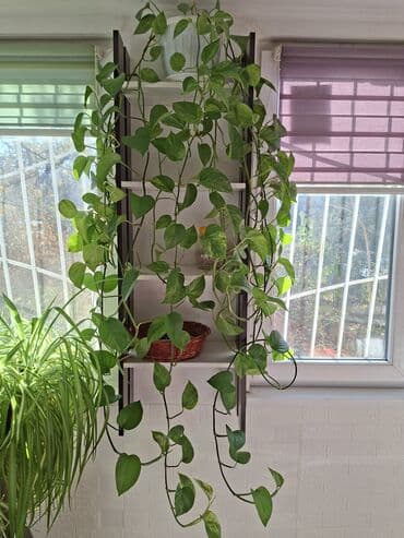 семена комнатные растения купить: Продаю цветы из своей коллекции 1. Хлорофитум 1000сом (можно с — 3