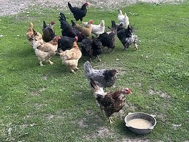 безпроводная мышь: Продаю | Куры | Домашняя | Несушки — 2