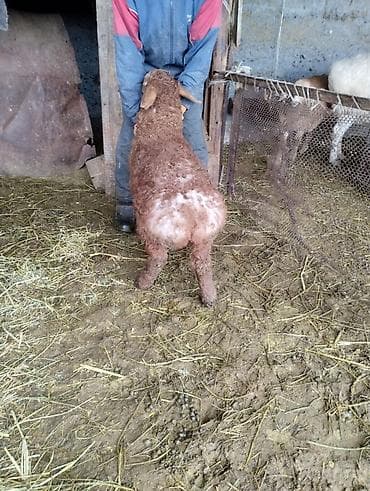 тук: Продаю | Овца (самка) | На забой | Племенные — 7