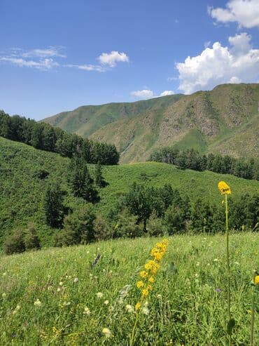 уголь в мешке: Мёд оптом — 5