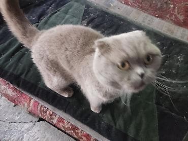 скоттиш фолд: Скотиш Фолд (Шотландская вислоухая), 2 года, Мальчик, Голубой, Приучена к лотку — 1