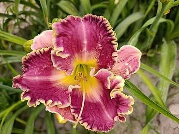 3 3: Лилейники (Hemerocallis) — яркие многолетние декоративные растения для — 2