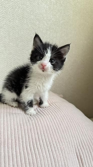 возьму кота: Беспородная, 2 месяца, Девочка, Биколор — 4