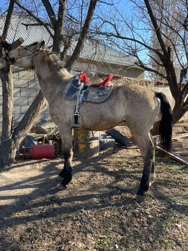 борщ кой: Продаю | Конь (самец) | Рабочий — 2