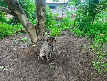в связи с переездом отдам попугая жако в добрые руки: Немецкая короткошёрстная легавая (курцхаар) - Покладистая — 4