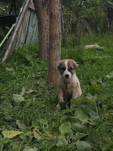 Собака даром: Алабай, 1 месяц, Самка, С родословной at lalafo.kg Собака даром: Алабай, 1 месяц, Самка, С родословной