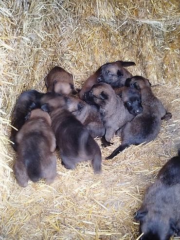 Щенки бельгийской овчарки (малинуа) - Помёт от рабочей суки малинуа — 1