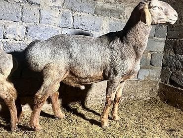 полша ат: Продаю | Баран (самец) | Арашан | На забой, Для разведения | Осеменитель — 2