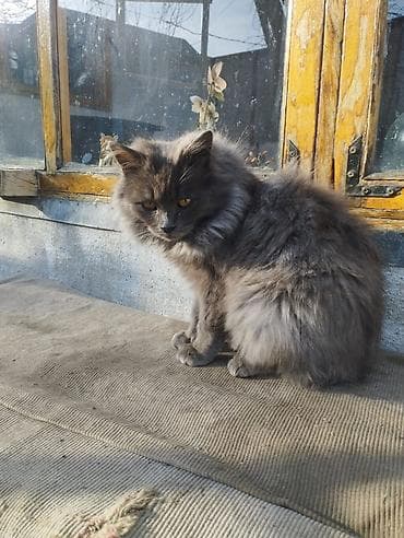 Кошка даром: Беспородная, Мальчик