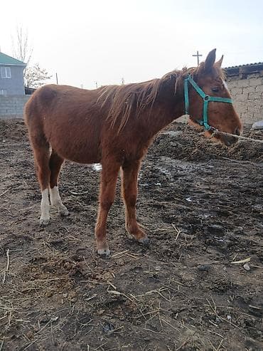 трава для животных: Продаю | Жеребенок | Дончак | На забой, Рабочий — 4