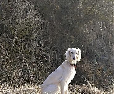 английский кунан: Порода тайган чистокровная щенок на фоте другая — 1