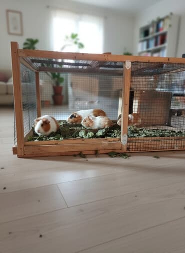 купить переноску для кота бу: Морская свинка. Возраст 1-2 месяца. Деткам на первом фото 1 месяц — 1