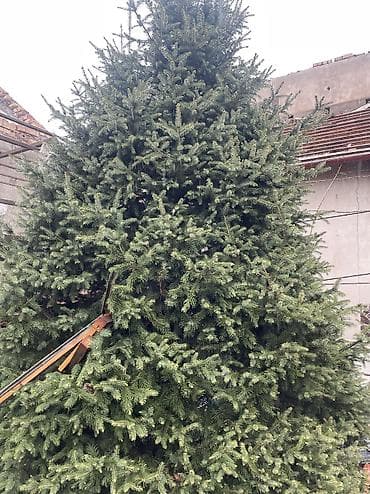 тактай лес: Ель/пихта крупномеры для пересадки. - Несколько взрослых хвойных — 3