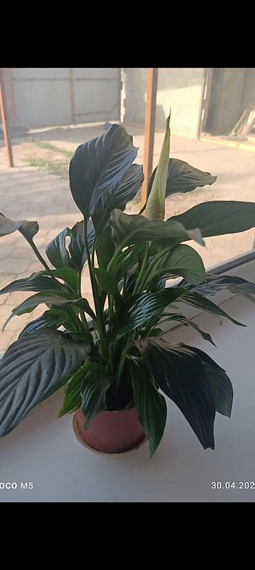 растение денежное дерево: Спатифиллум (Spathiphyllum) в горшке - Компактные кустики в — 3