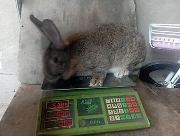 кролик калифорня: Продаю | Крольчиха (самка) | Фландр | Для разведения | Племенные — 3