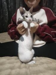 купить восточно европейскую овчарку: Донской сфинкс, 4 месяца, Девочка, Приучена к лотку, Проглистована — 3