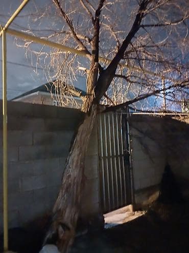дрова пилю: Отдам даром дерево — 3