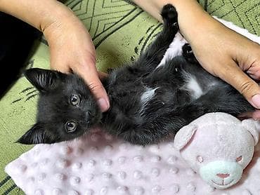 Кошки: Кошка даром: Беспородная, 2 месяца, Мальчик, Приучена к лотку — 3