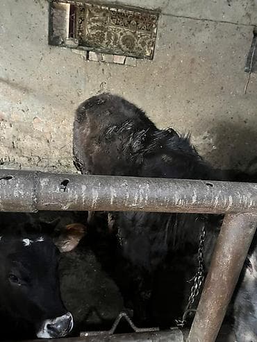 хомяк в бишкеке: Продаю | Тёлка | На откорм | Привязанные — 2