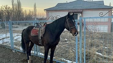 ат кок бору: Продаю | Кобыла (самка) | Кара Жорго | Конный спорт — 2