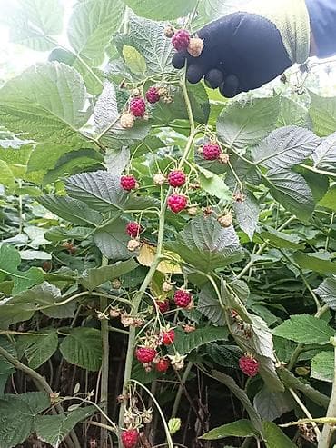 с садовое: 🍓 РЕМОНТАНТ МАЛИНА САТЫЛАТ 🍓 Июлдан баштап кар түшкөнгө чейин — 2